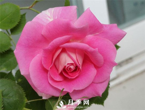 推薦豐花仙境月季，抗旱抗病，開花效果棒(圖1)
