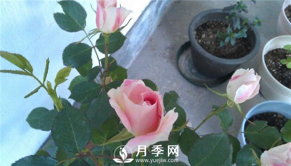 推薦豐花仙境月季，抗旱抗病，開花效果棒(圖4)