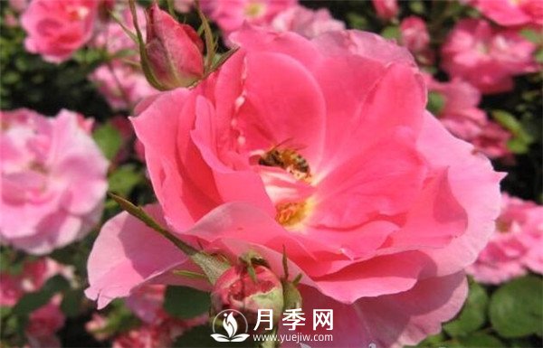 推薦豐花仙境月季，抗旱抗病，開花效果棒(圖5)