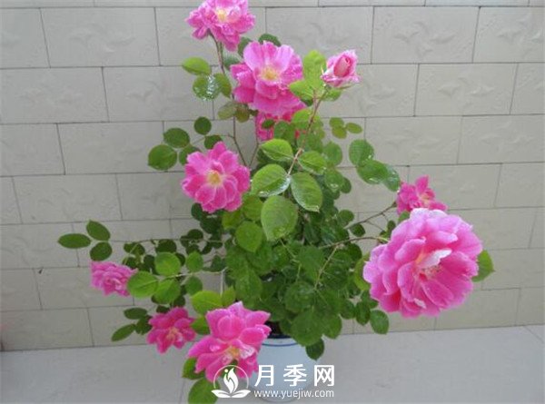 推薦豐花仙境月季，抗旱抗病，開花效果棒(圖2)