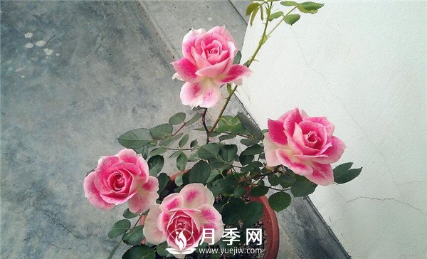 推薦豐花仙境月季，抗旱抗病，開花效果棒(圖3)