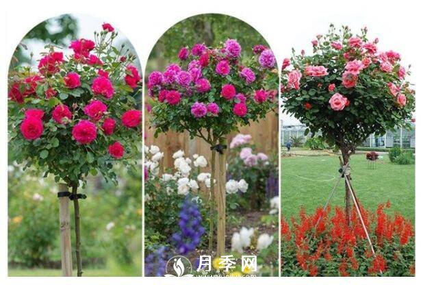 美哭！超級棒的棒棒糖迷你月季樹(圖2)