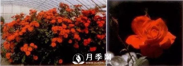 俞紅強(qiáng)團(tuán)隊(duì)自育月季新品種有哪些？(圖3)