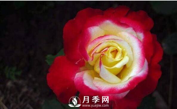 月季品種繁多，不過(guò)哪種月季花***香，你知道嗎？(圖2)
