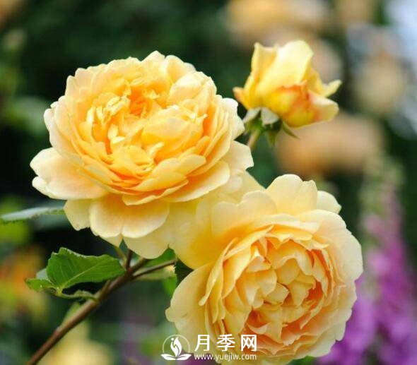 月季品種繁多，不過(guò)哪種月季花***香，你知道嗎？(圖1)