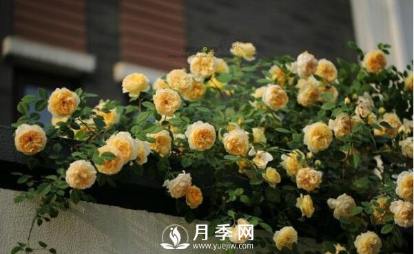 想月季四季開花？陽臺栽培技術(shù)必看不可(圖1)