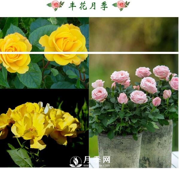 想月季四季開花？陽臺栽培技術(shù)必看不可(圖2)