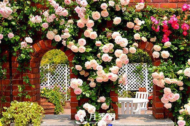 一年四季開(kāi)花不斷，花墻花柱造型任你塑造(圖3)