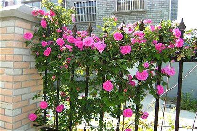 一年四季開(kāi)花不斷，花墻花柱造型任你塑造(圖1)