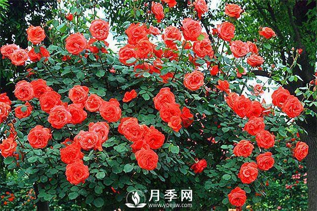 一年四季開(kāi)花不斷，花墻花柱造型任你塑造(圖5)
