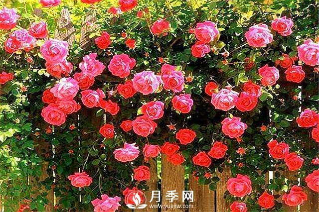 一年四季開(kāi)花不斷，花墻花柱造型任你塑造(圖4)
