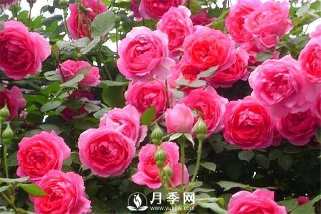 一年四季開(kāi)花不斷，花墻花柱造型任你塑造(圖6)