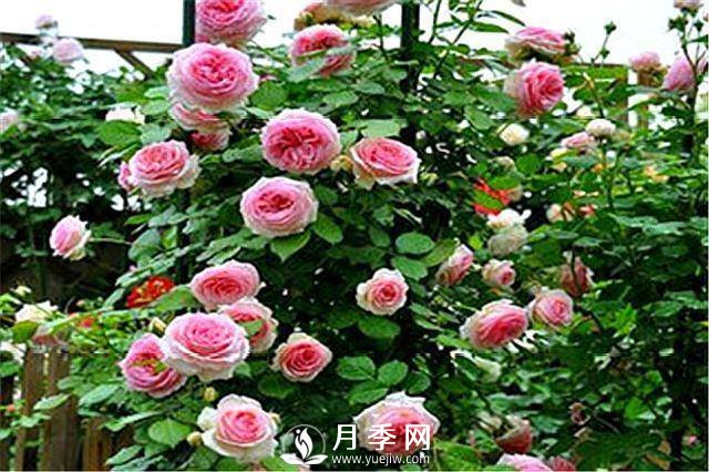 一年四季開(kāi)花不斷，花墻花柱造型任你塑造(圖2)