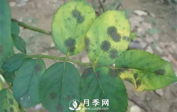 養(yǎng)護(hù)好月季花，這些蟲害技巧你要知道(圖1)