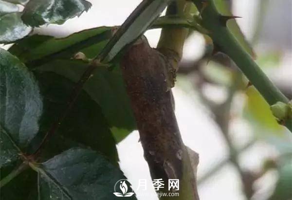養(yǎng)護(hù)好月季花，這些蟲害技巧你要知道(圖9)
