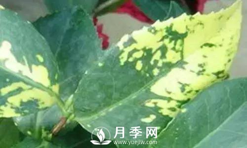 養(yǎng)護(hù)好月季花，這些蟲害技巧你要知道(圖7)