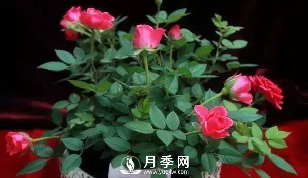 養(yǎng)護(hù)好月季花，這些蟲害技巧你要知道(圖6)