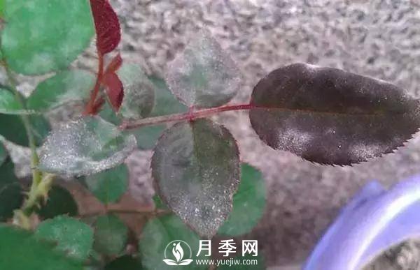 養(yǎng)護(hù)好月季花，這些蟲害技巧你要知道(圖3)