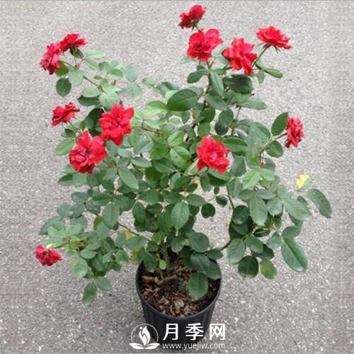 養(yǎng)護(hù)好月季花，這些蟲害技巧你要知道(圖8)