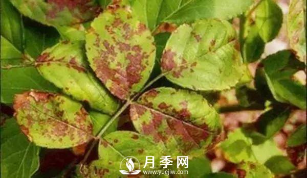 養(yǎng)護(hù)好月季花，這些蟲害技巧你要知道(圖5)