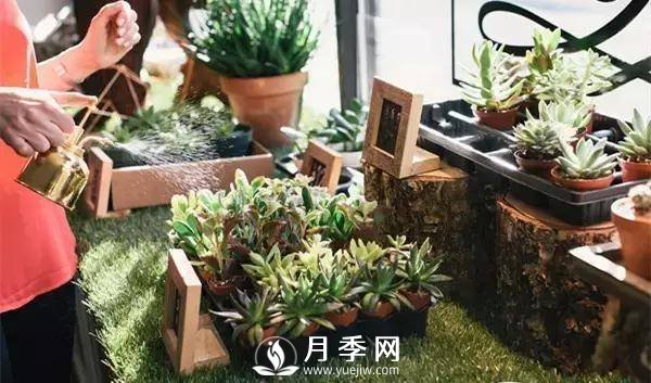 養(yǎng)護(hù)好月季花，這些蟲害技巧你要知道(圖4)
