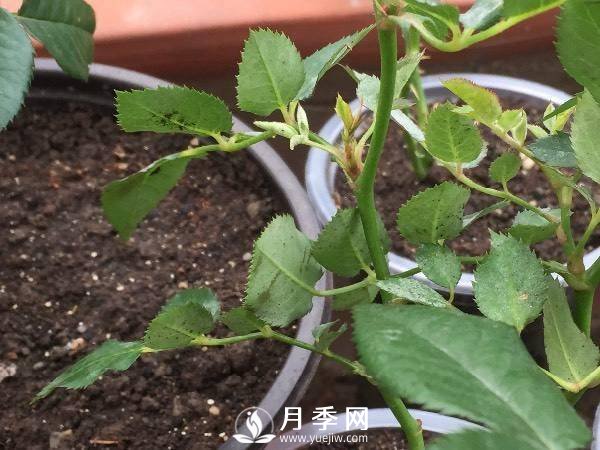 養(yǎng)護(hù)好月季花，這些蟲害技巧你要知道(圖2)