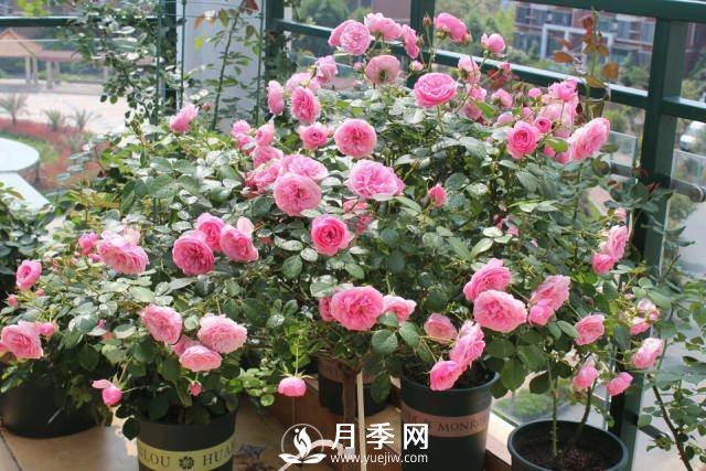 月季花謝以后，簡單3步操作，20天冒花苞，30天開爆盆(圖3)