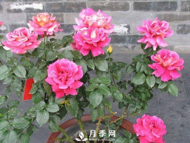 月季花謝以后，簡單3步操作，20天冒花苞，30天開爆盆(圖4)