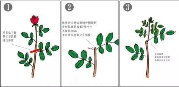 月季花謝以后，簡單3步操作，20天冒花苞，30天開爆盆(圖2)
