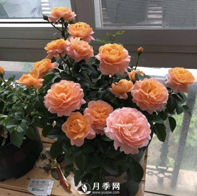 月季花謝以后，簡單3步操作，20天冒花苞，30天開爆盆(圖5)