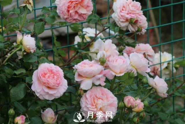 8種“至香”月季，被人稱作是“貴族香”(圖2)