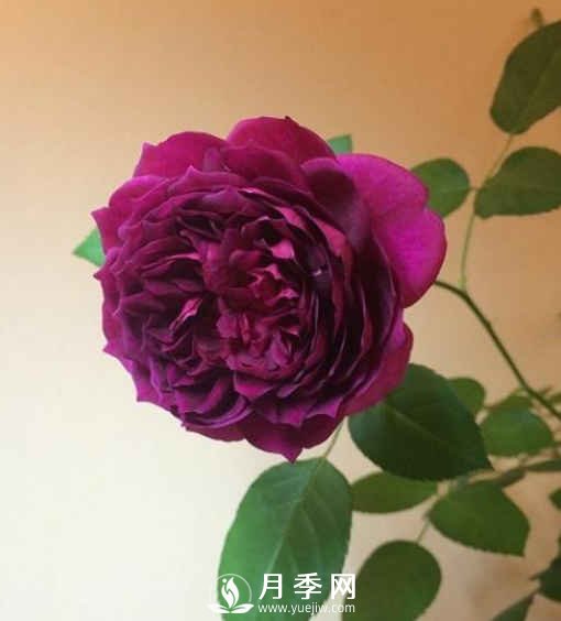 8種“至香”月季，被人稱作是“貴族香”(圖7)