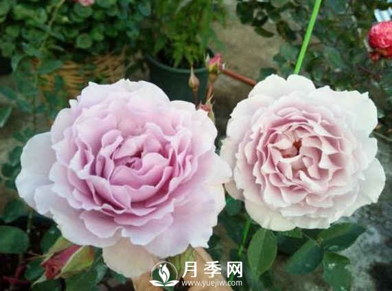 8種“至香”月季，被人稱作是“貴族香”(圖4)