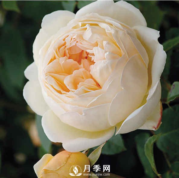 8種“至香”月季，被人稱作是“貴族香”(圖5)