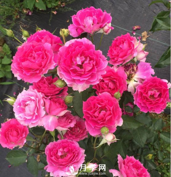 8種“至香”月季，被人稱作是“貴族香”(圖6)