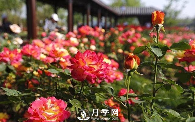 自己動(dòng)手學(xué)月季花剪枝，一步一步修，新手也能做得好(圖1)