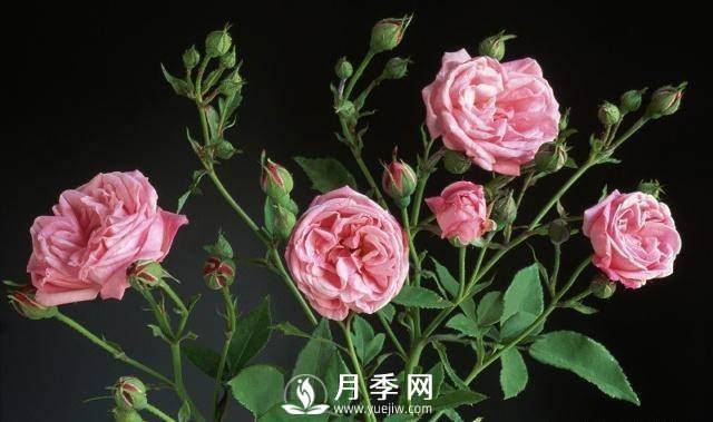 自己動(dòng)手學(xué)月季花剪枝，一步一步修，新手也能做得好(圖2)