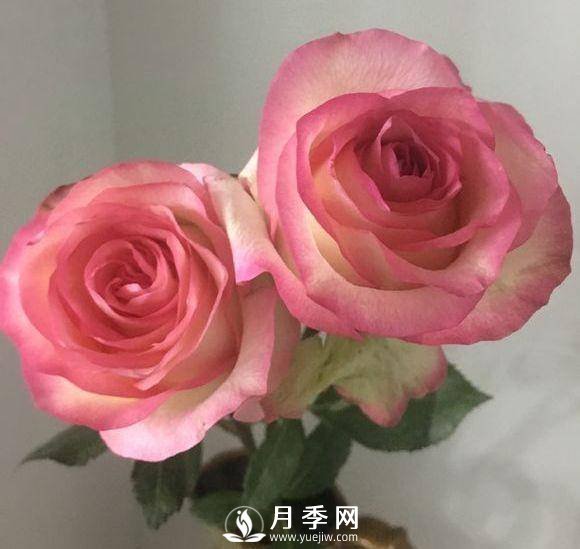 黃金慶典，艾莎，陽臺(tái)黨必入月季品種，大美花型和香味(圖2)