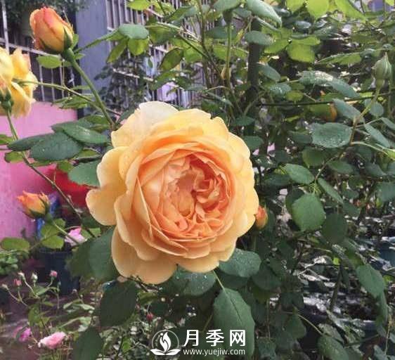 黃金慶典，艾莎，陽臺(tái)黨必入月季品種，大美花型和香味(圖3)