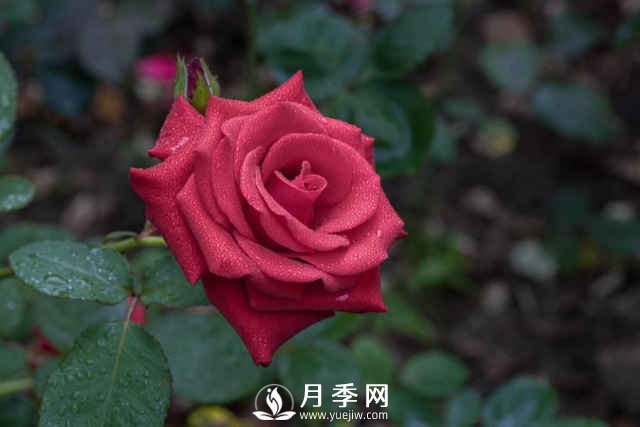 夏天月季怎么養(yǎng)？先從修剪開始，有了動力陽臺變成“小花園”(圖1)