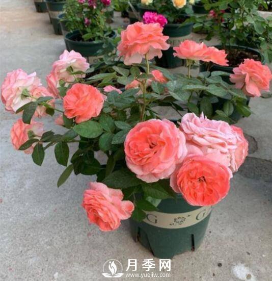 如何養(yǎng)護(hù)盆栽月季？施肥是關(guān)鍵(圖1)