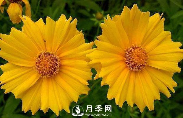 養(yǎng)盆“它”，比皇帝菊好看，比月季好養(yǎng)，花開(kāi)120天。(圖1)