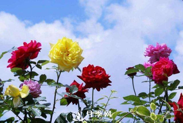 地栽月季換成盆栽，該怎樣養(yǎng)護(hù)(圖1)