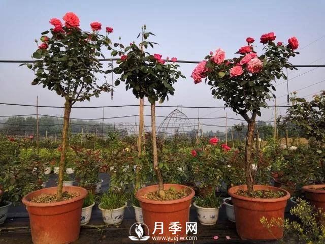 夏季月季日常管理，如何讓花開不斷？(圖1)
