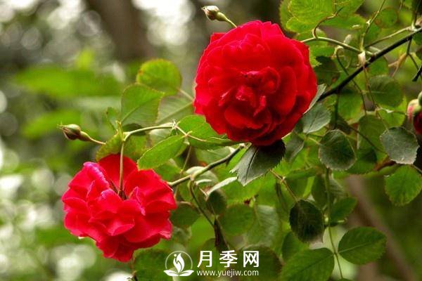 養(yǎng)月季盆栽，就用“5招”技巧，養(yǎng)護(hù)大半年，花開(kāi)艷麗！(圖2)