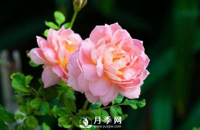 月季花**次修剪什么時(shí)候？修剪的目的是什么(圖1)