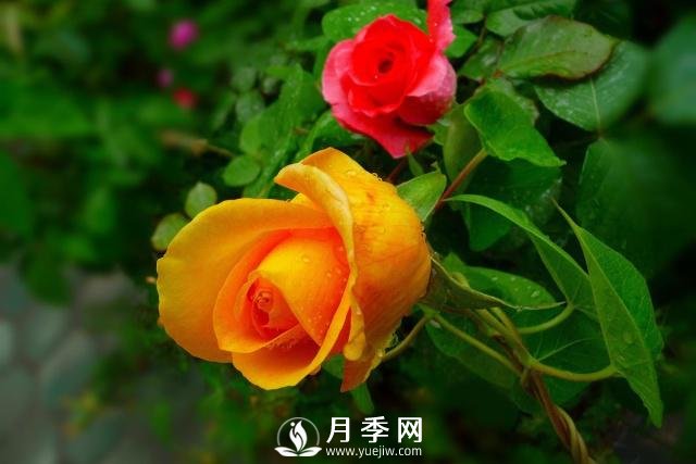 月季花**次修剪什么時(shí)候？修剪的目的是什么(圖2)