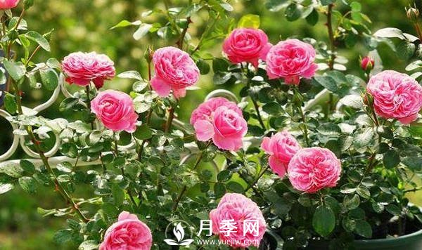 夏季月季花開的越來越小怎么辦？(圖1)