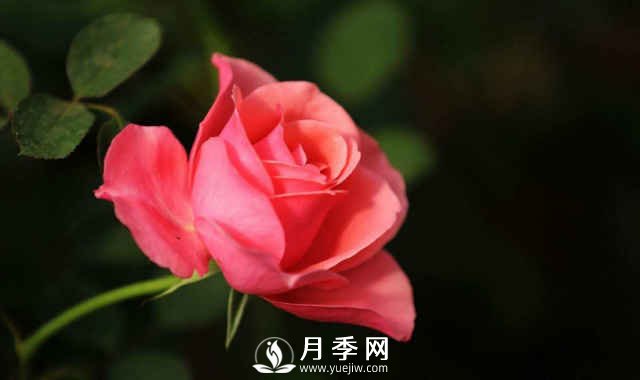 月季，又叫月月紅，花中皇后，四季常開(圖1)