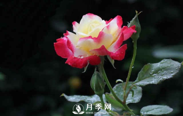 月季，又叫月月紅，花中皇后，四季常開(圖4)